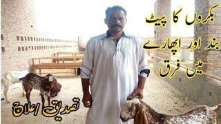 Bakri Ki Qabz Or Pat Band Ka Ilaj | Constipation In Goat | Bakray K Aphara Ka Ilaj