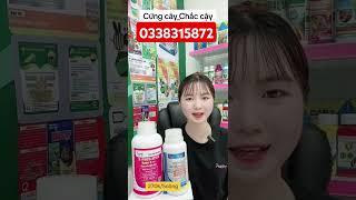 #Đề xuất #NanoK+ kết hợp với #Trụ thép có  giúp Cứng cây_Chắc cậy không?