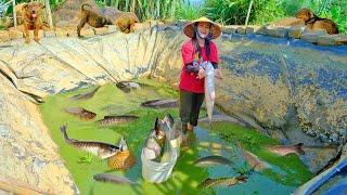 Cooking Red Tilapia in Tomato Sauce - Harvesting Red Tilapia and Carp Goes To Market Sell