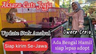 Bengal Induk buat investasi | Kucing rawatan siap adopt | BSH mix jual murah‼️Aksara Cats Jogja