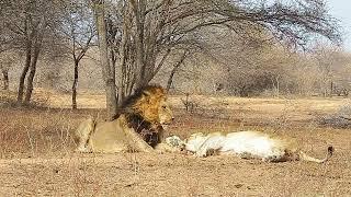 Kapama | Lions mating ritual