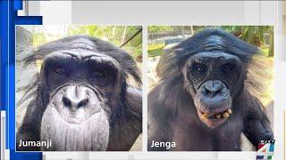 Several apes at Jacksonville Zoo die from bacterial infection