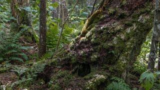 Adirondack Old Growth Forests - A National Treasure