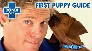 Dr Chris' First Puppy Guide | Special Episode | Bondi Vet