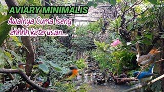 AVIARY MINIMALIS  SEDERHANA @chokinside | Episode 27