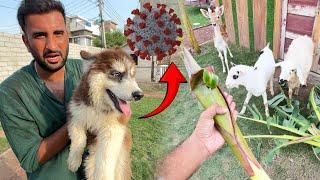 Dogs Main Parvo Virus To Nhi HaiTentions Shro