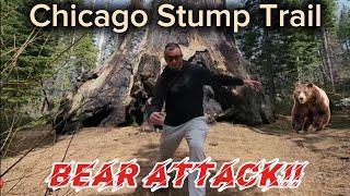 Chicago Stump Trail in Kings Canyon National Park! Bear Attack!!