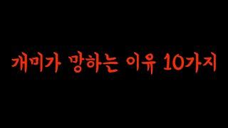 개미가 망하는 이유 10가지---- 망하는 이유를 알면 성공 할 수 있다!