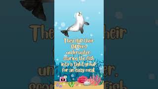 Seal Facts For Kids  🪸 #animation #facts #seaanimals #shorts