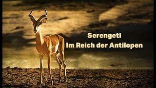 Serengeti – Im Reich der Antilopen (Dokumentation Deutsch | Tierdoku Afrika | Doku Deutsch Natur)