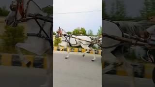 Fastest horse in Pakistan #tangahorserace #pakistanitanga #horseracing #apnatangaracer #shortvideo