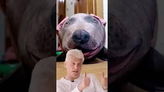 Когда наконец пришла посылка с WB #Вайлдберриз #ПтиТим #Юмор #shorts