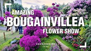 The Stunning Shenzhen Bougainvillea Flower Show is Back!