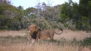 Big lions Southern male vs Nomadic male fight.