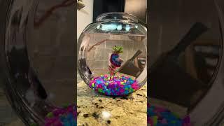 #Two Betta Fish One Tank #viralshorts  #fishkeeping