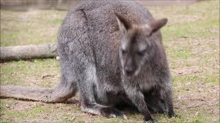 Führung zum Mutter- & Vater-Tag durch den Tierpark Chemnitz