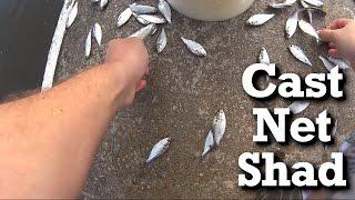 Catching Bait With A Cast Net - The Shad and Bucket Experiment