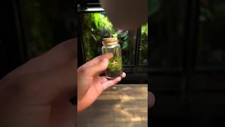 How To Make a Beginner Terrarium!