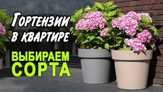 Гортензии крупнолистные. Компактные сорта для выращивания в квартирных условиях