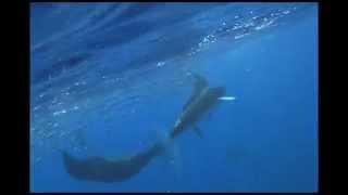 Feeding Striped Marlin VS Bryde's Whale