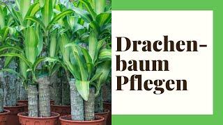 Drachenbaum Pflegen -  Profi-Tipps rund um den Drachenbaum