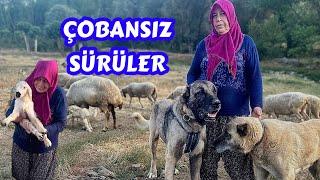 KOYUN SÜRÜSÜ KANGAL KÖPEKLERİNE EMANET / ÇOBAN SÜRÜYÜ BIRAKIP DÜĞÜNE GİTTİ / ÇOBANSIZ SÜRÜ  KANGAL