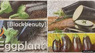 Eggplant Blackbeauty – Seeds Review