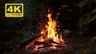  Campfire at Night in the Autumn Forest 4K ULTRA HD! Cozy Bonfire with Fire & Nature Sounds