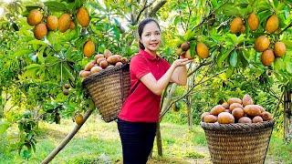 Harvesting Sapodilla Fruit Garden Goes To The Market Sell - Farming and Cooking - Hanna Daily Life