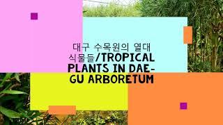 수목원의 열대 식물들(Tropical plants in the arboretum)/대구 달서구