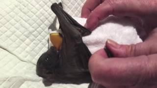 Baby bat drops her pacifier and panics:  this is Miss Rosebud