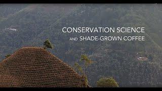 Conservation Science: Amanda Rodewald Discusses Shade Grown Coffee