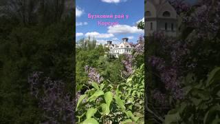 Бузковий рай у Корсуні #палац #beautiful #history #українськийблогер #красота
