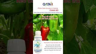 Phân bón trung vi lượng CANXI-BO QATAR Chống rụng hoa Ngăn rụng trái Trái to - Đẹp mã - Sáng bóng