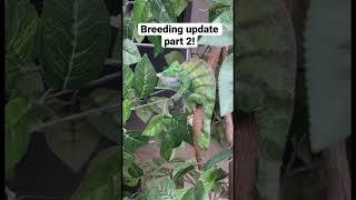 Breeding the largest chameleon in the world!