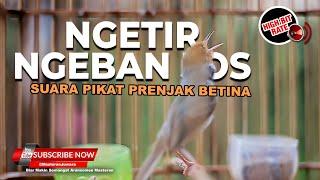 Wow️ Prenjak Betina Gacor Bisa Gacor Seperti Jantan