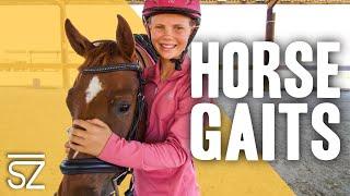 What Are the Four Gaits of a Horse?