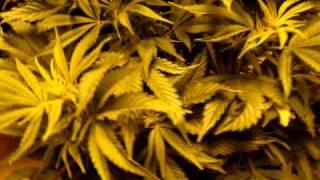 http://Budbook.org Giant marijuana plant day 11 flower