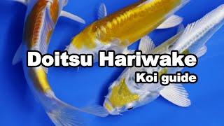 Doitsu Hariwake Koi variety [Koi guide]