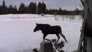 Moose Family Pays a Visit