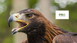 Golden Eagle Call - Birds Sounds 2022