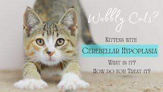 Meet Our Wobbly Cats! What is Cerebellar Hypoplasia and How Does it Affect Your Cat?