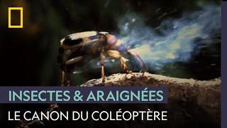 L'attaque de ce coléoptère va vous surprendre