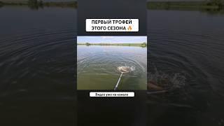 ЧТО УЖЕ УСПЕЛИ ПОЙМАТЬ ? #рыбалка #fishing #pike #щука #рыба #спиннинг #shorts #рекомендации #юмор