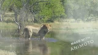 Young & muscular Okavango delta lion