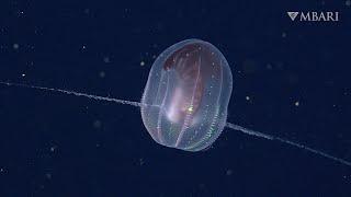 Grace under pressure: How membranes help comb jellies thrive in the deep