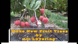 How to Air layer Lychee | Litchi | and other fruit trees - Clone | Propagate fruit trees easily