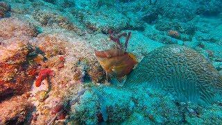 Scuba Diving at Barracuda Reef, Fort Lauderdale, Florida