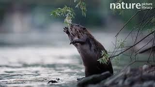 Eurasian beaver (Castor fiber) reaching up to grab a branch, feeding and swimming off, Switzerland.