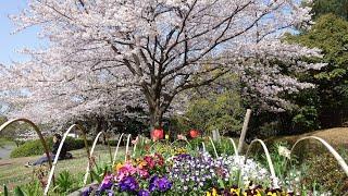 【Full HD】早渕公園の桜とチューリップ